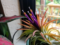 One of my Air plants Tillandsia sp bloomed