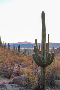 One of my favorite pictures Ive ever taken I was at Saguaro National Park around sunset and the colors started popping 