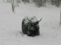 One of our yaks in a Colorado snow storm last winter