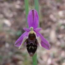 Ophrys scolopax woodcock bee orchid they mimic female insects to trick the males into mating with the flower and pollinating it 