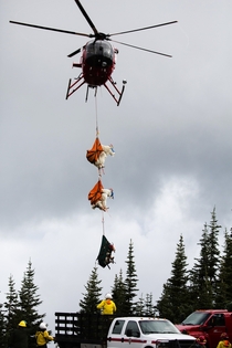 Opioid darts helicopters refrigerator trucks How to move a goat from one mountain range to another -- Wearing eye masks horn pads and leg straps goats dangle from a helicopter Photo credit Ramon Dompor  The Seattle Times 