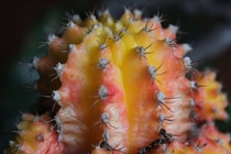 Orange Cactus 