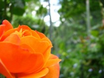 Orange Rose captured at my grans Red and Pink in comments Unaltered x