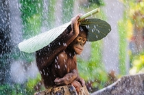 Orangutan holding a leaf on top on his head to protect himself from the rain_ Indonesia By Andrew Suryono 