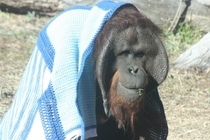 Orangutan in a shawl at the Phoenix Zoo 