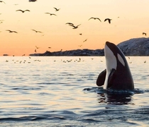 Orca picture by Tommy Simonsen