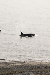 Orcas pass close to shore Whidbey Island Washington USA - who says you need to get on a boat to see whales 