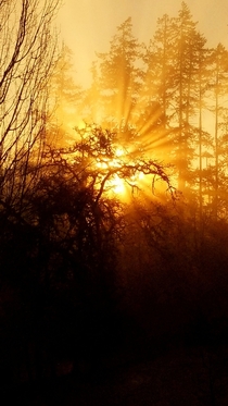 Oregon Forest Sunrise 