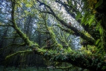 Oregon rainforest 