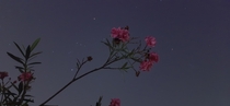 Orion Behind the Flowers Its nothing Extraordinary But it is extraordinary for me