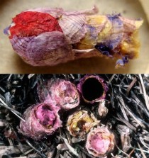 Osmia Avoseta is a solitary bee that builds a tiny nest made of flower petals for every egg it lays 