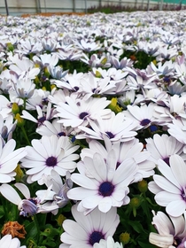 Osteospermum Flower Power White African Daisy 