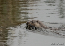 Otter with its catch Lutra lutra - 