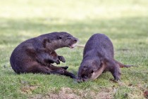 Otters at play lutra lutra - 