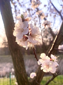 Our apricot tree is in bloom 