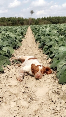 Our  Clary Sage crop featuring my lazy Brittany puppy Skeebo