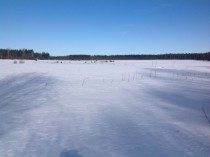 Our fields in Ostrobothnia Finland  x  