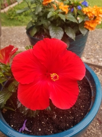 Our hibiscus that was dying two months ago