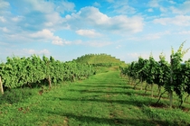 Our vineyard 