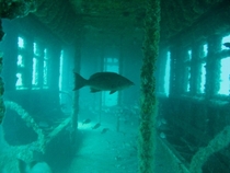 Over  retired MTA subway cars have been dumped into the Atlantic Ocean to create artificial reefs for fish