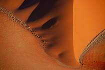 Over thousands of years winds have sculpted sand in the Namib Desert into some of the worlds tallest dunes colored red by iron oxide The sand contains just enough moisture to sustain a few robust plants  Photo by Frans Lanting