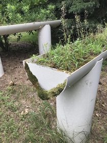 Overgrown abandoned planters in Minnesota