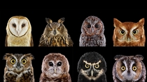 Owls by Brad Wilson 