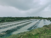 Oyster farm on the atlantic coast in France