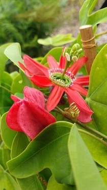 P Racemosa passiflora passionflower passifloraceae