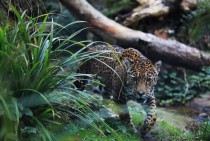 Pacing Jaguar Panthera Onca px X px 