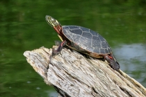 Painted Turtle on Lake Manitou Rochester Indiana USA 