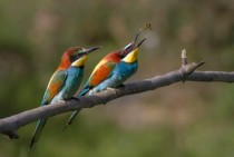 Pair of European bee-eaters 