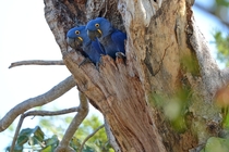 Pair of Hyacinth macaw in their nest 