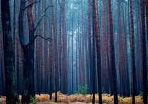Pale light hangs in a pine forest during a rainy autumn morning near Fuerstenwalde Patrick Pleul 