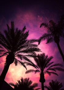 Palm tree silhouettes against an Arizona sunset