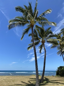Palm trees at Nani Kai Beach Park Oahu Hawaii 