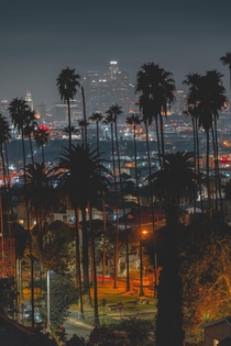 Palm Trees  Los Angeles 