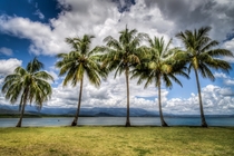 Palm Trees n Ocean Views Port Douglas Australia - by David Roma Photography 