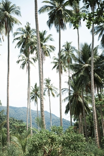 Palms in Thailand  x 