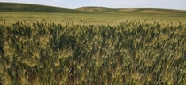 Palouse Wheat Field - South of Harrington Washington US  x