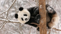 Panda up a tree