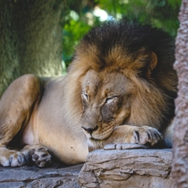 Panthera Leo  Cat Nap