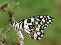 Papilio demoleus the Common Lime Butterfly Kerala India Photo Jeevan Jose 