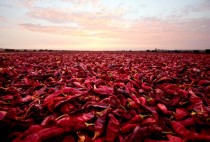 Paprika peppers are air dried after a harvest next to a plantation in the outskirts of Ica Peru 