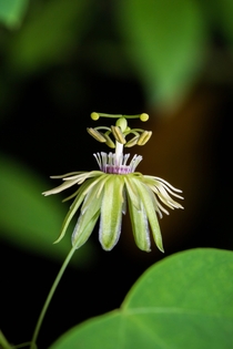 Passiflora lutea yellow passionflower growing near the Meramec River in the Ozarks Each inflorescence blooms for a single day 