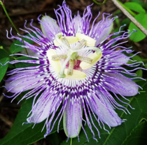 Passiflora passion vine blooms were all over my property last year I cant wait for them to start again