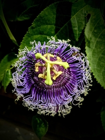 Passion flower - native to southern Brazil - this one growing in India