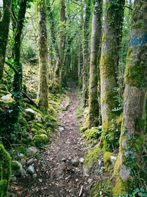 Path in a forest near Aix-Les-Bains France  x