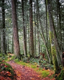 Path in Stimpson Nature Reserve Bellingham Washington 