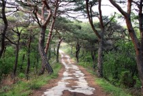 path through trees on the outskirts of Andong South Korea 